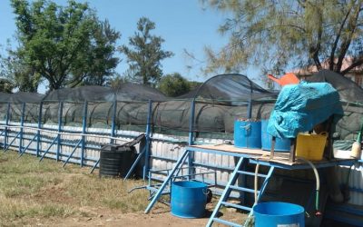 Ahero Town's Biogas Plant